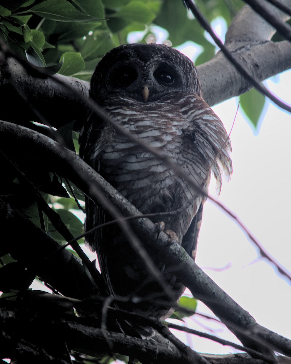 African Wood-Owl - ML616066696