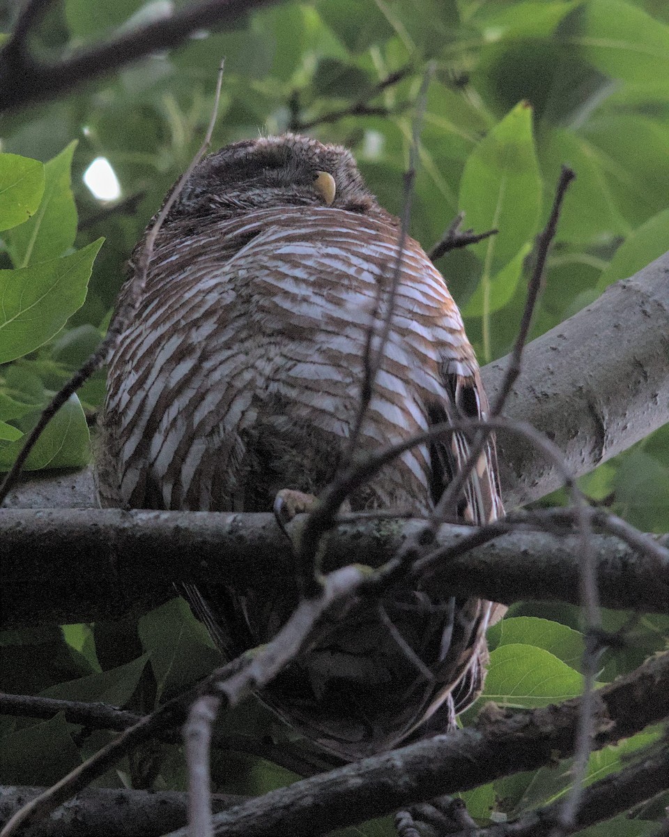 African Wood-Owl - ML616066697
