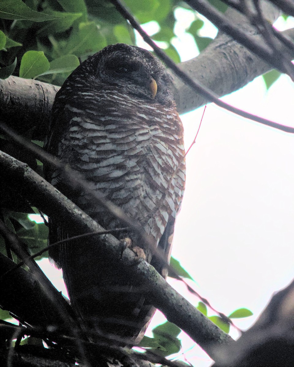 African Wood-Owl - ML616066698