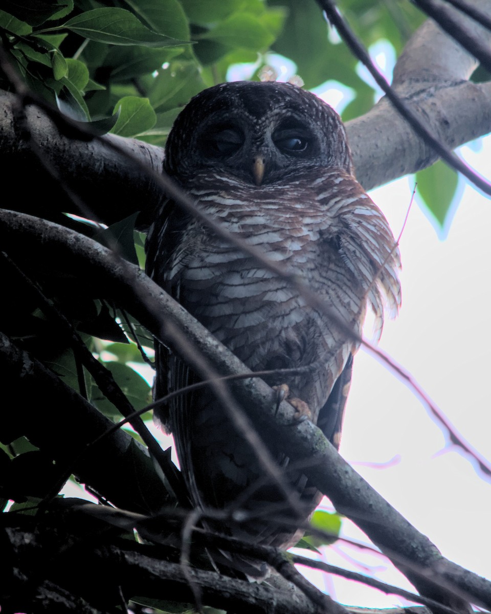 African Wood-Owl - ML616066699