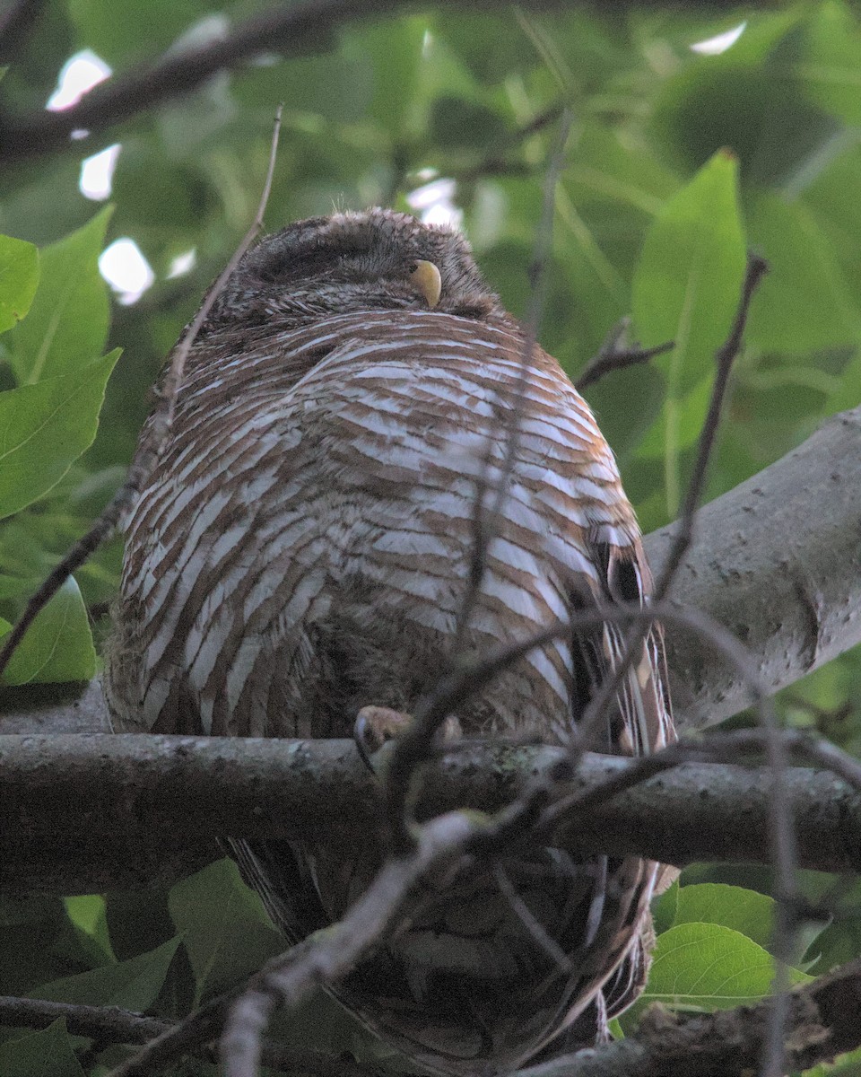 African Wood-Owl - ML616066703