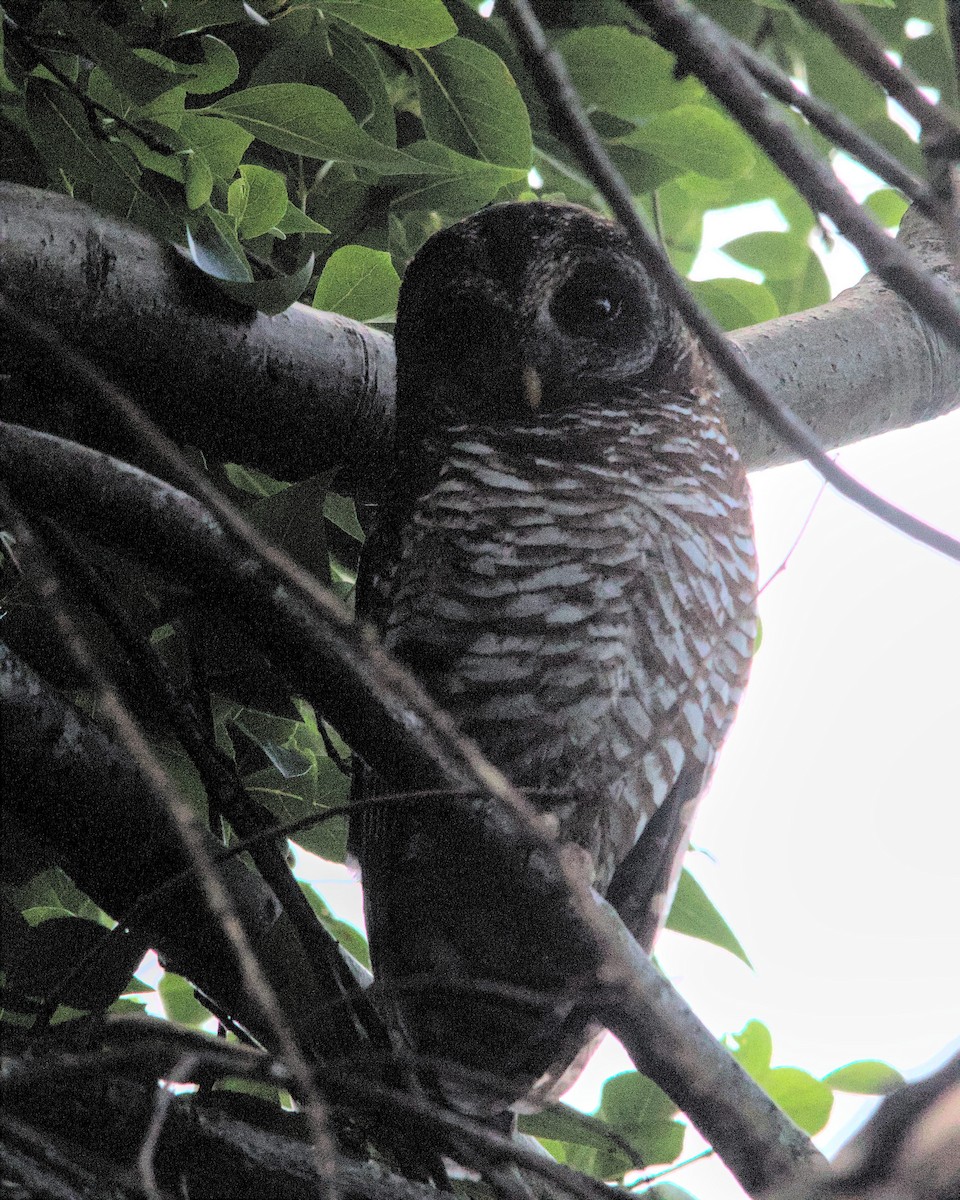 African Wood-Owl - ML616066704