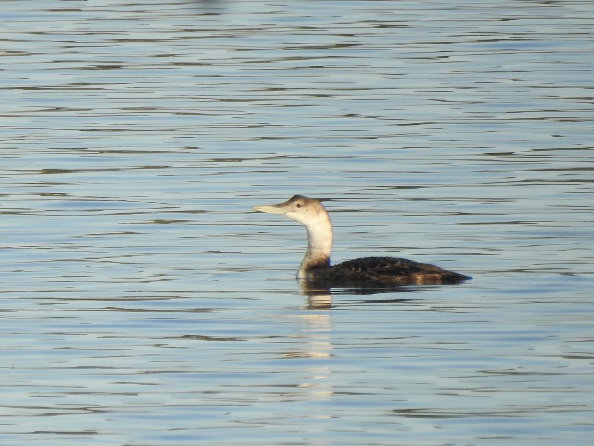 Yellow-billed Loon - Alex Henry