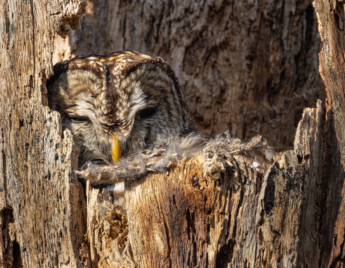 Barred Owl - ML616066778