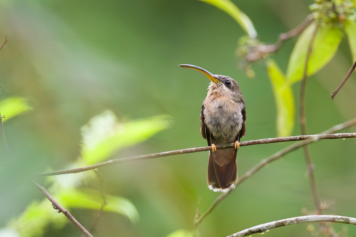 kolibřík světloocasý - ML616066890