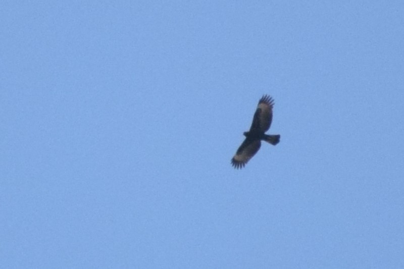 Changeable Hawk-Eagle - Kok Hui Tan