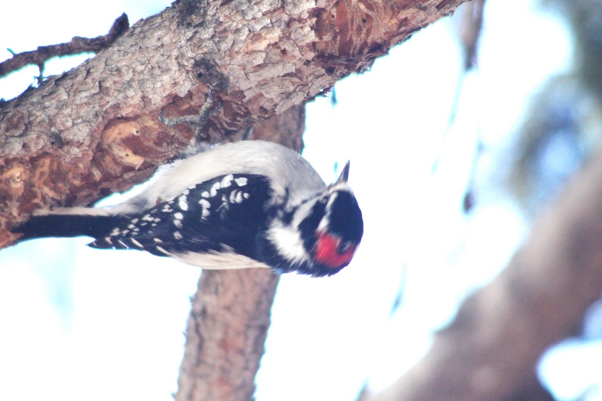 Downy Woodpecker - Manna Parseyan