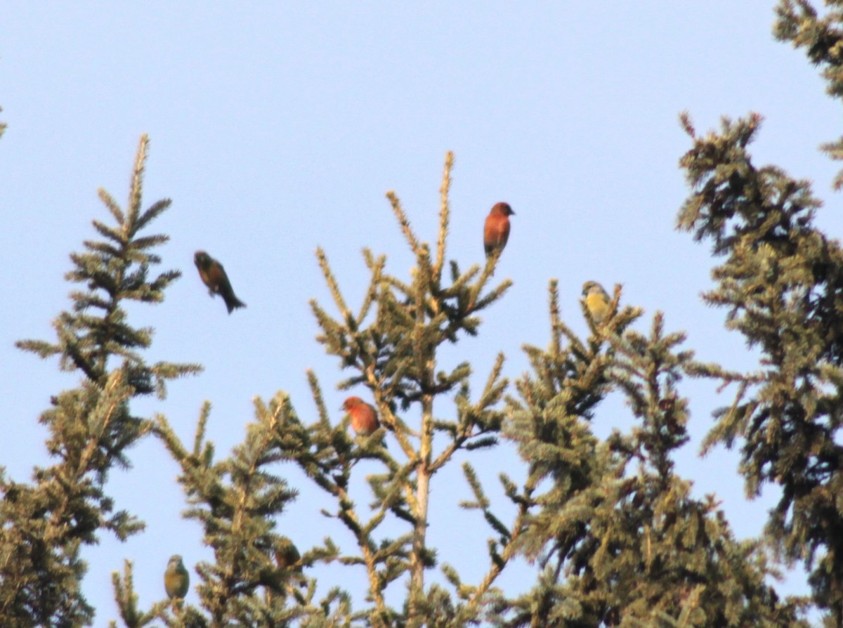 Red Crossbill - Manna Parseyan