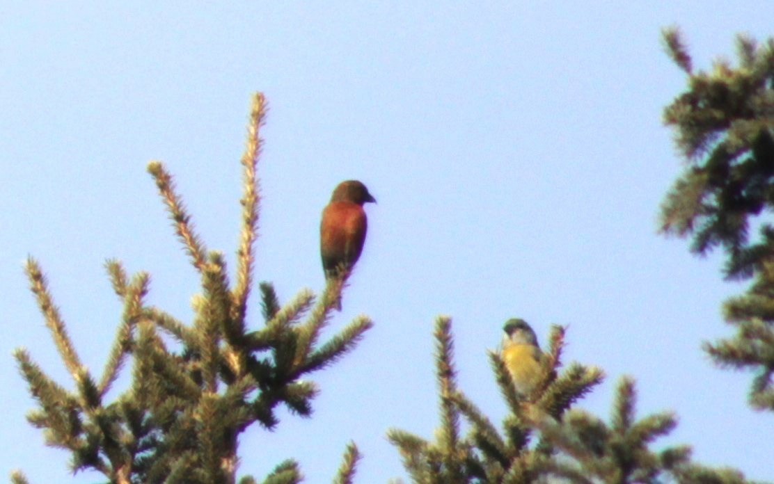 Red Crossbill - Manna Parseyan