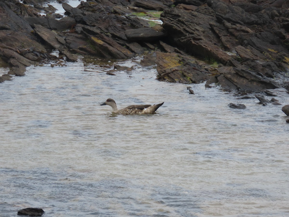 Crested Duck - ML616067085