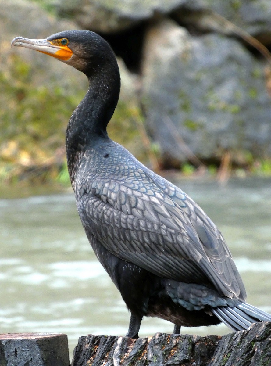 Great Cormorant - Pedro Arratíbel González