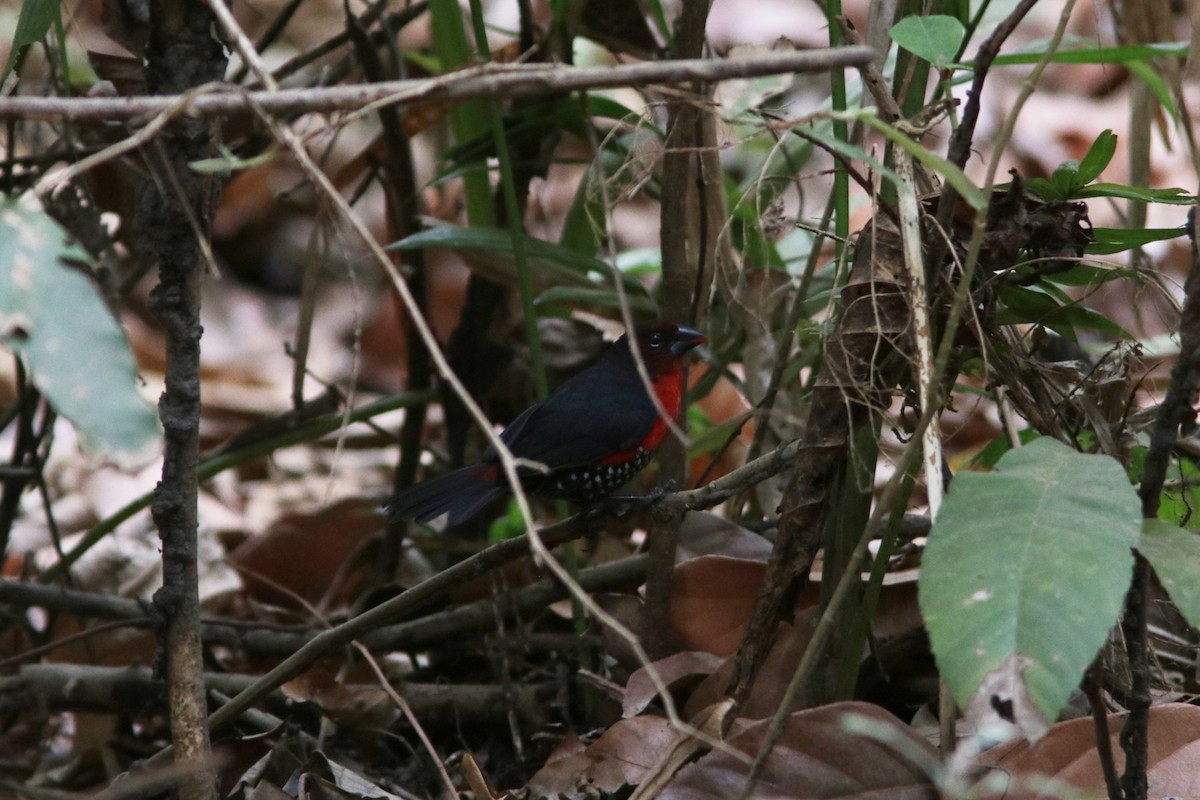 Estrilda Piquigorda Cabecinegra - ML616067100