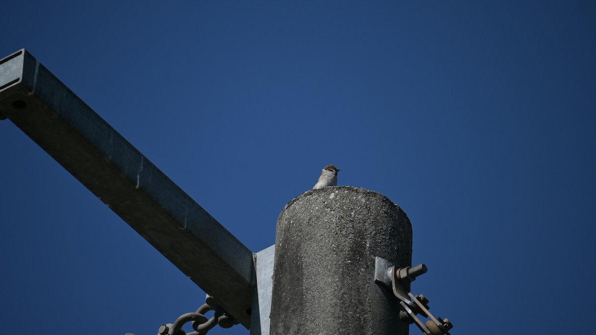 Eurasian Tree Sparrow - ML616067105