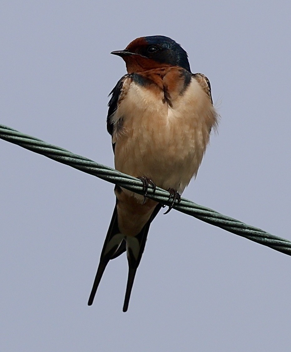 Barn Swallow - ML616067152