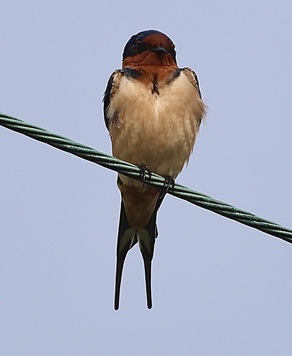 Barn Swallow - Dean Silvers