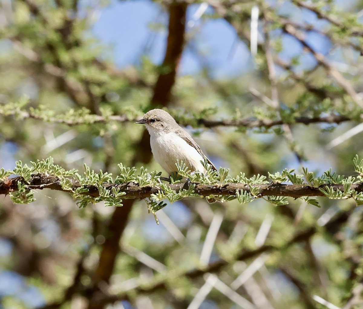 Mouse-colored Penduline-Tit - ML616067159