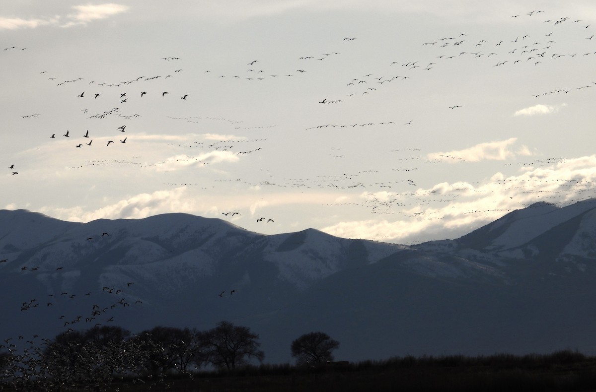 Snow Goose - Lauri Taylor