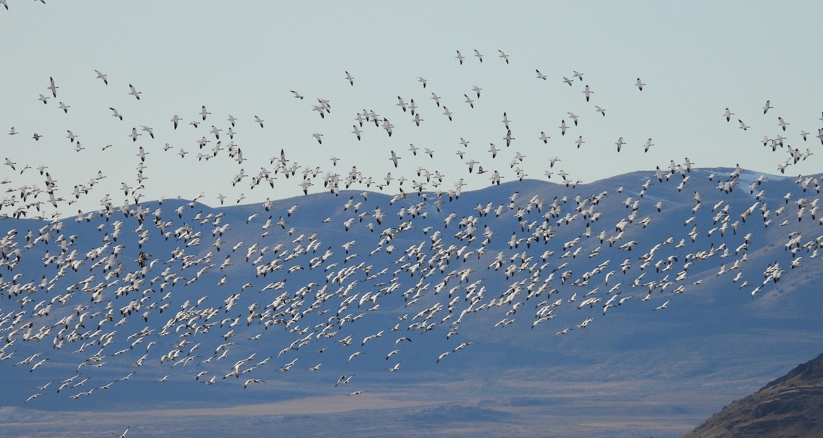 Snow Goose - ML616067202