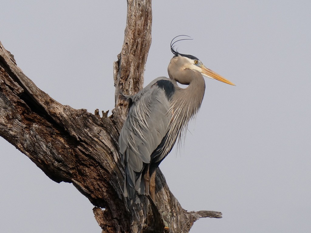 Great Blue Heron - ML616067213