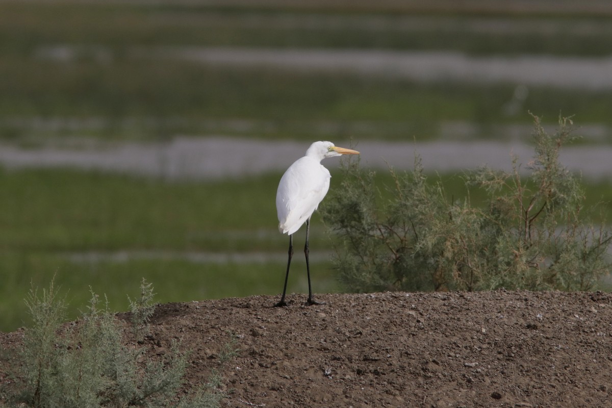 Yellow-billed Egret - ML616067249