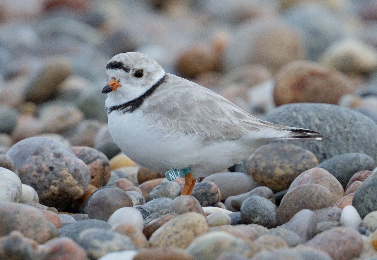 Piping Plover - Bill Thompson