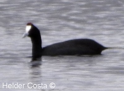 Red-knobbed Coot - Helder Costa