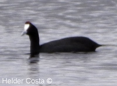 Foulque à crête - ML616067283