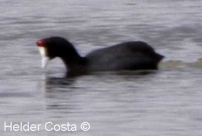 Red-knobbed Coot - Helder Costa