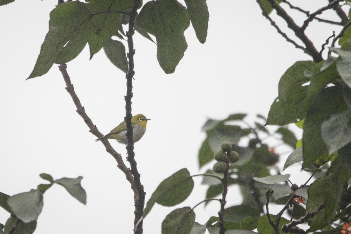 Swinhoe's White-eye - ML616067318