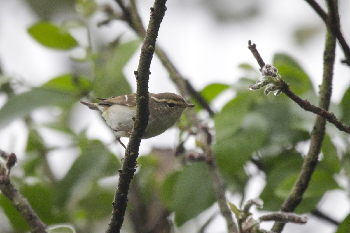 Yellow-browed Warbler - ML616067321