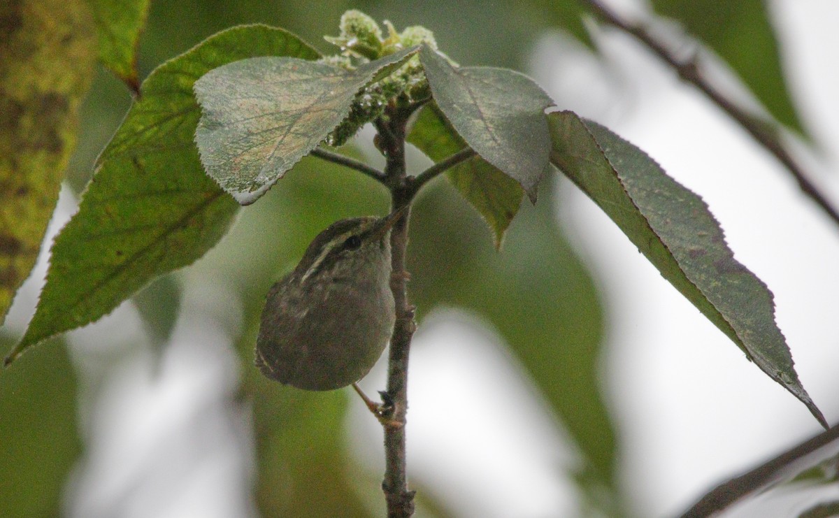 Yellow-browed Warbler - ML616067322