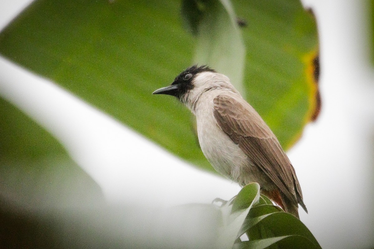 Sooty-headed Bulbul - ML616067324