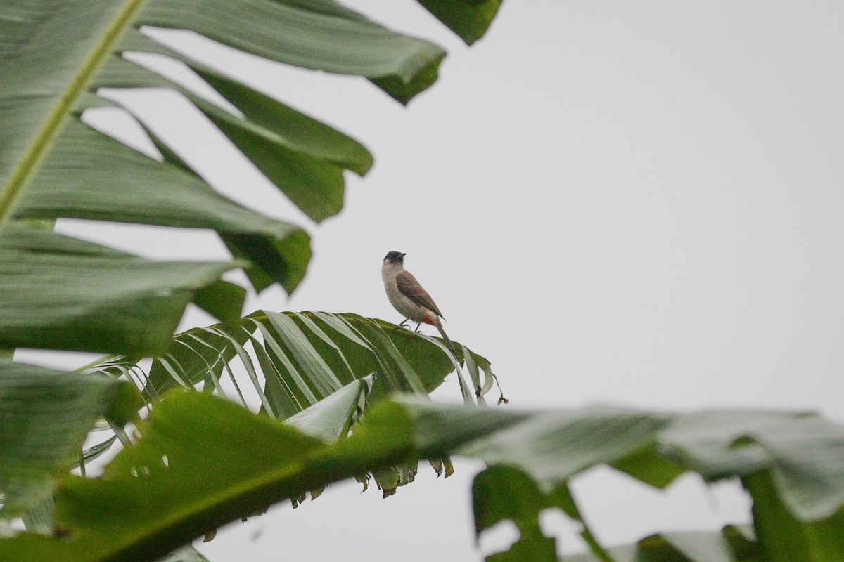 Sooty-headed Bulbul - ML616067325