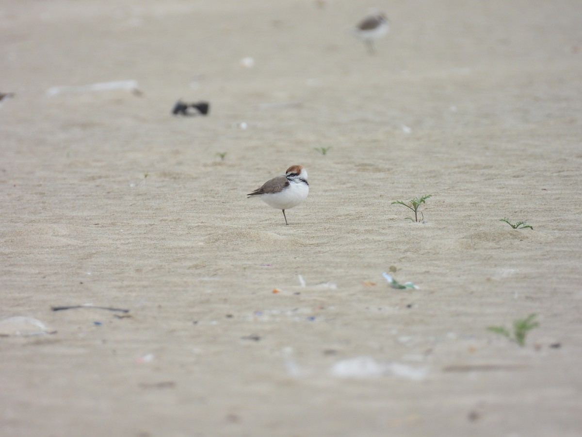 Kentish Plover - ML616067346