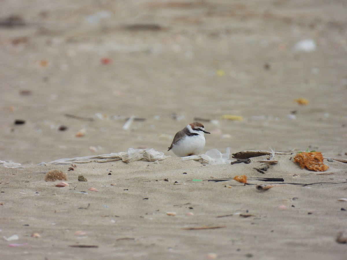 Kentish Plover - ML616067348