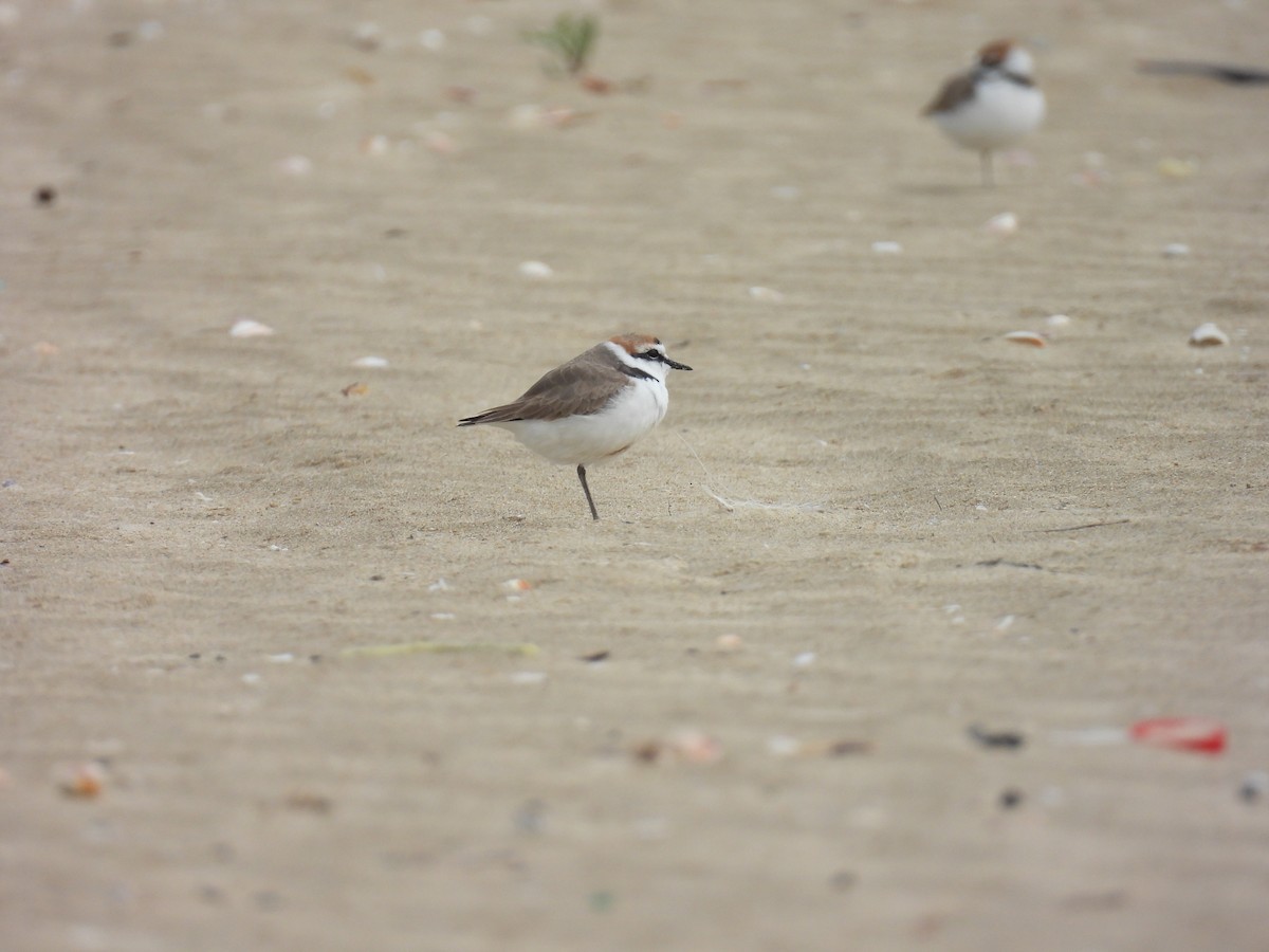 Kentish Plover - ML616067349