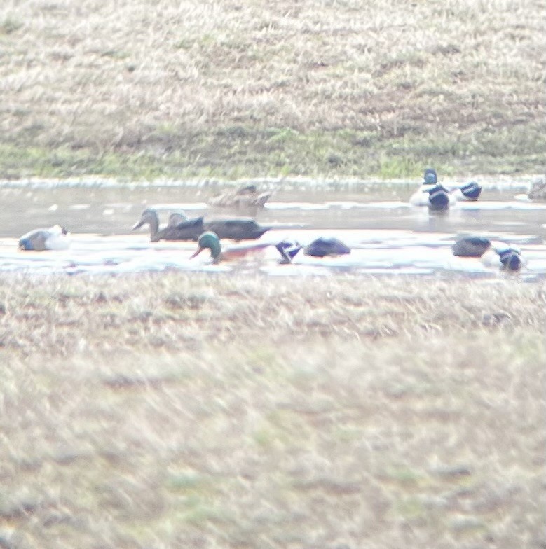 Northern Shoveler x Mallard (hybrid) - ML616067352