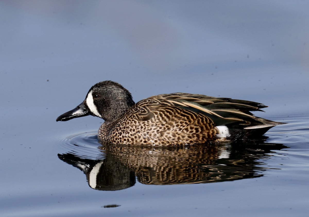 Blue-winged Teal - ML616067372