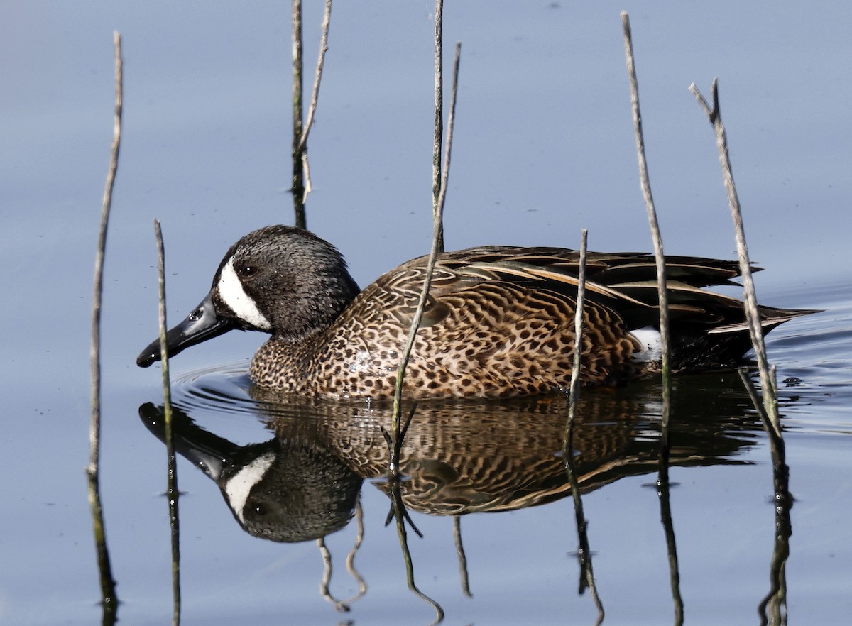 Blue-winged Teal - ML616067373