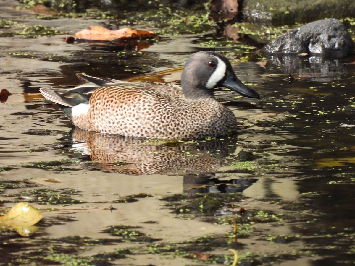 Blue-winged Teal - ML616067386
