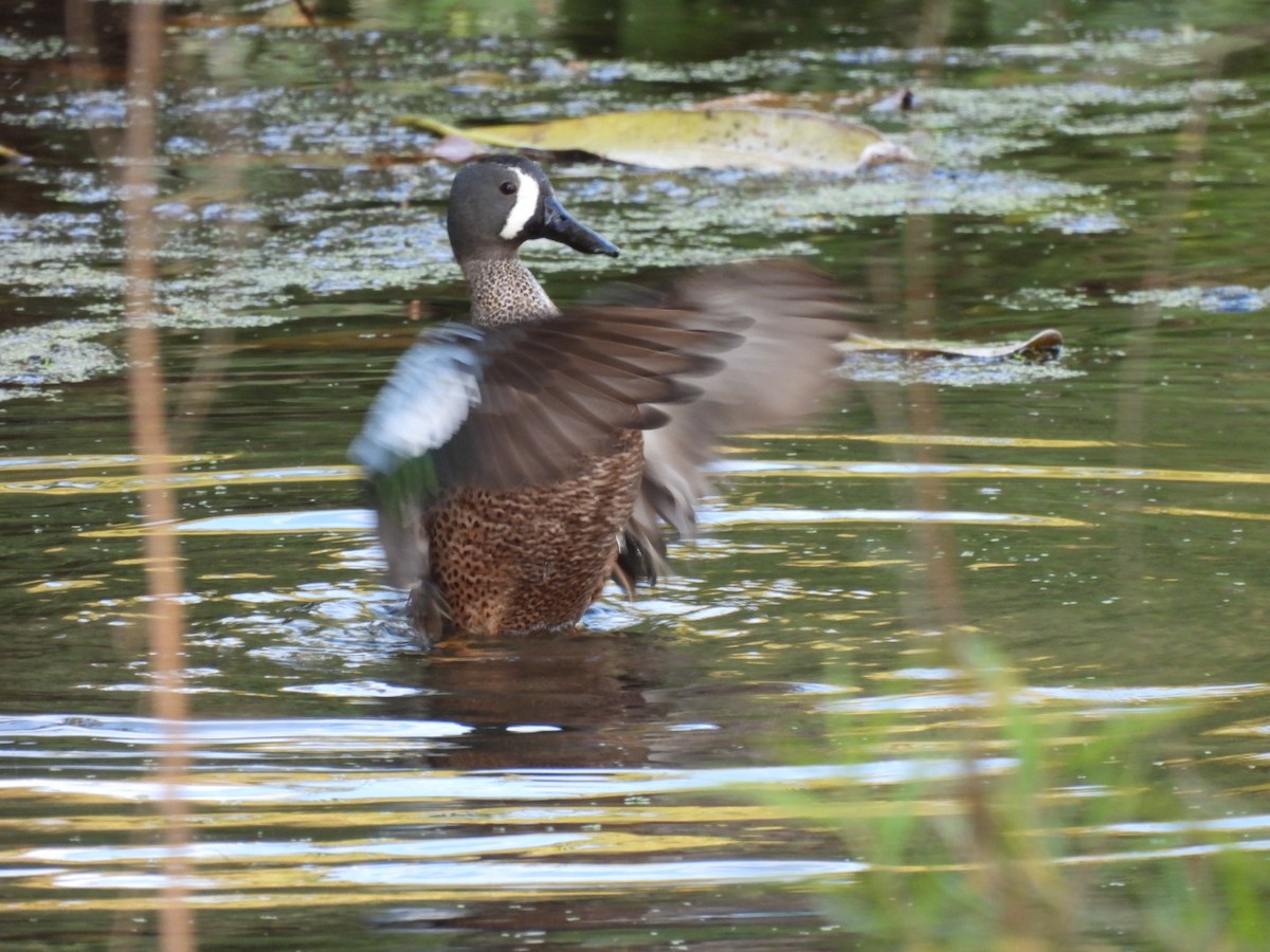 Blue-winged Teal - Kevin Field