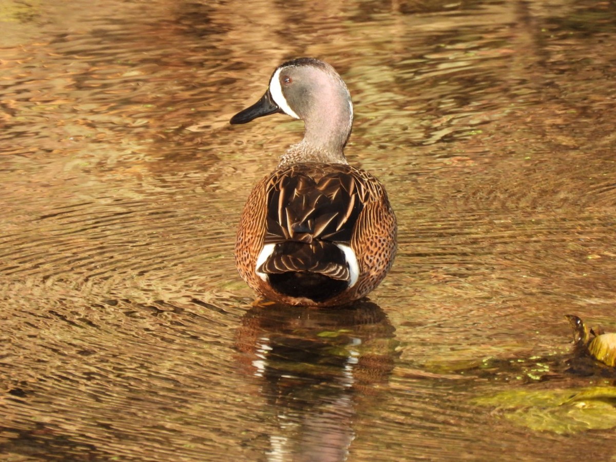 Blue-winged Teal - ML616067388