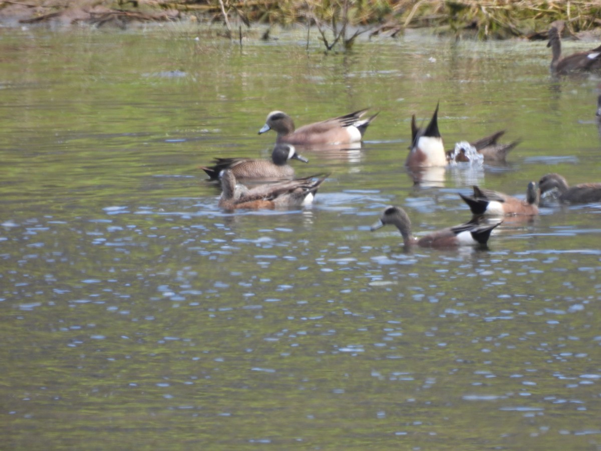 American Wigeon - ML616067409