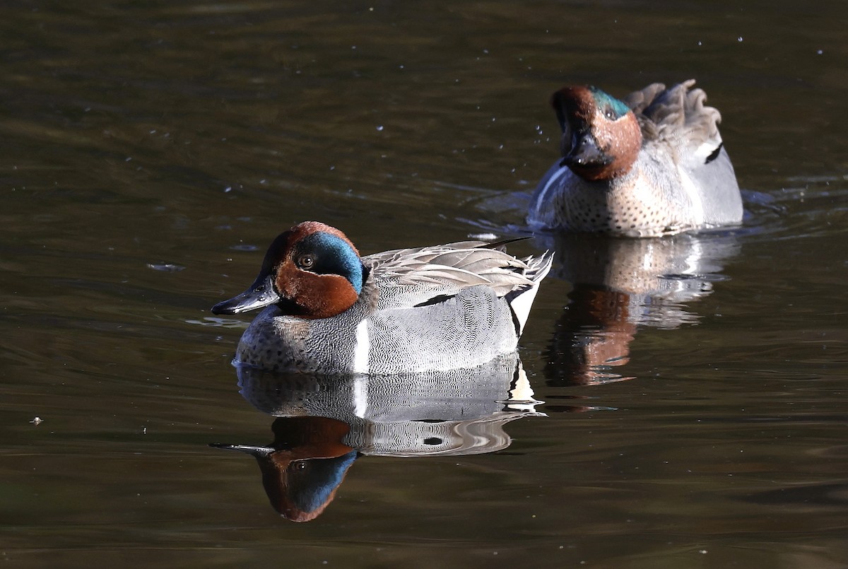 Green-winged Teal - ML616067419