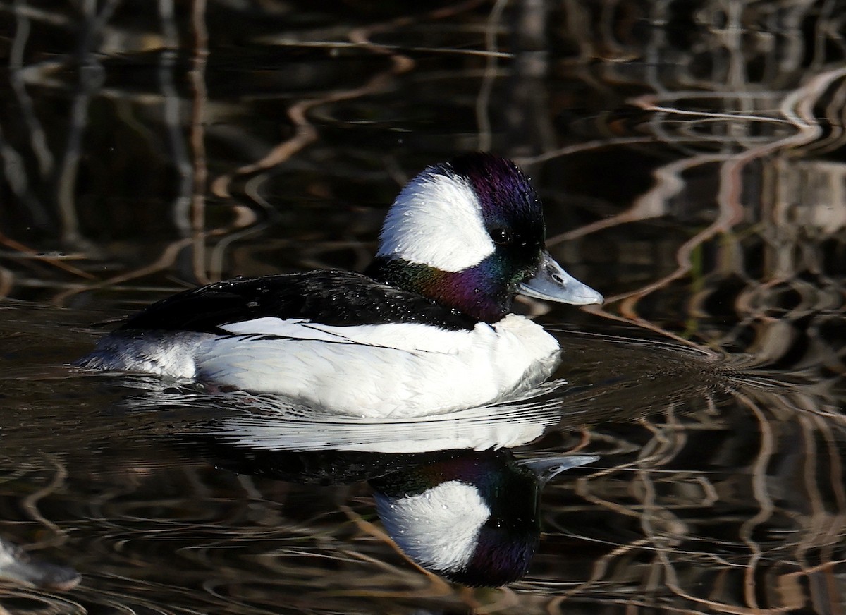 Bufflehead - Hal and Kirsten Snyder