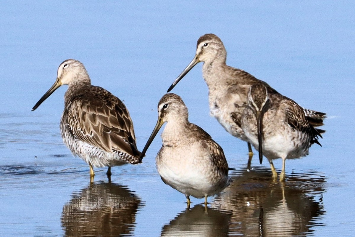 Long-billed Dowitcher - ML616067531
