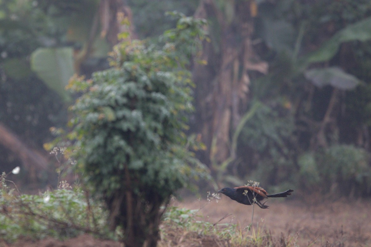 Greater Coucal - ML616067556