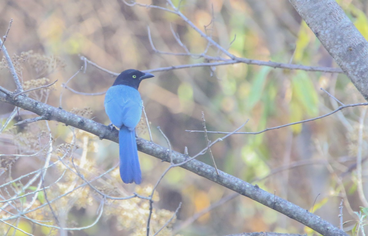 Bushy-crested Jay - ML616067567