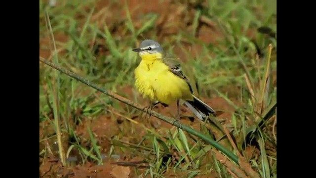 Western Yellow Wagtail (flava/beema) - ML616067569