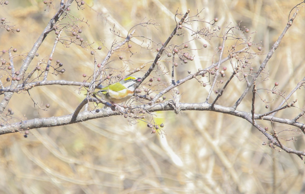 Chestnut-sided Shrike-Vireo - Nathan Alblas